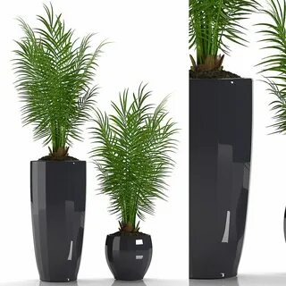 Max plant