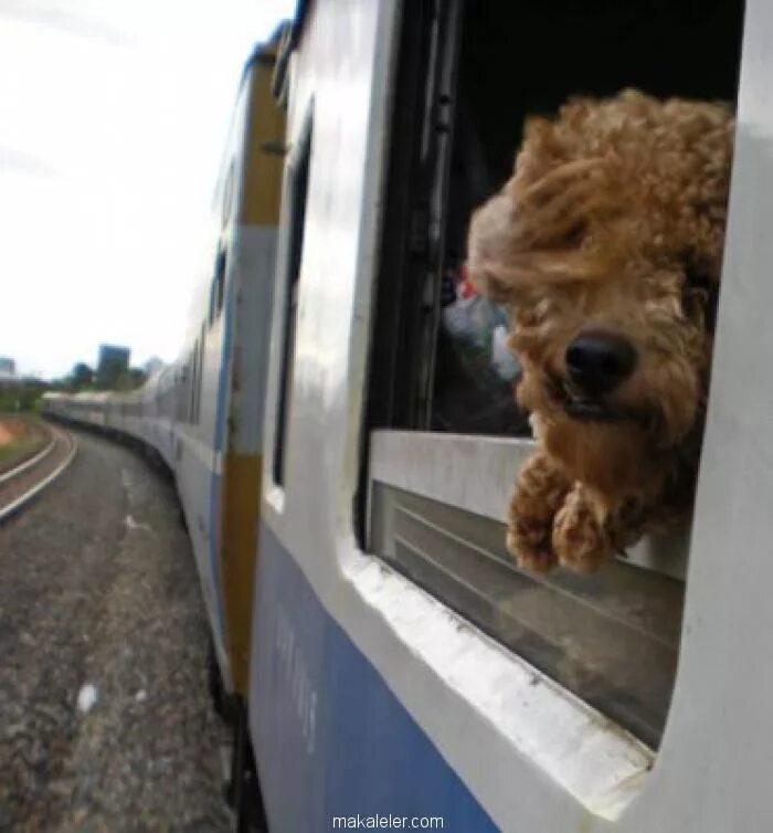 Супер лев поезда. Собака в поезде. Собака в окне поезда. Поезд еж. Обезьяна в поезде.