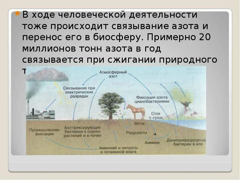 Установите последовательность круговорота азота в атмосфере. Круговорот азота в природе схема. Круговорот азота в природе презентация. Круговорот азота в природе. Круговороттазота в природе.