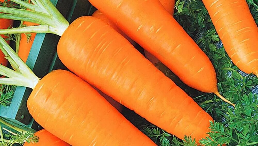 Морковь семена лучшие сорта для открытого. Морковь Калина f1. Морковь Каротель сахарная. Морковь Каллисто f1. Скороспелая морковь сорта.