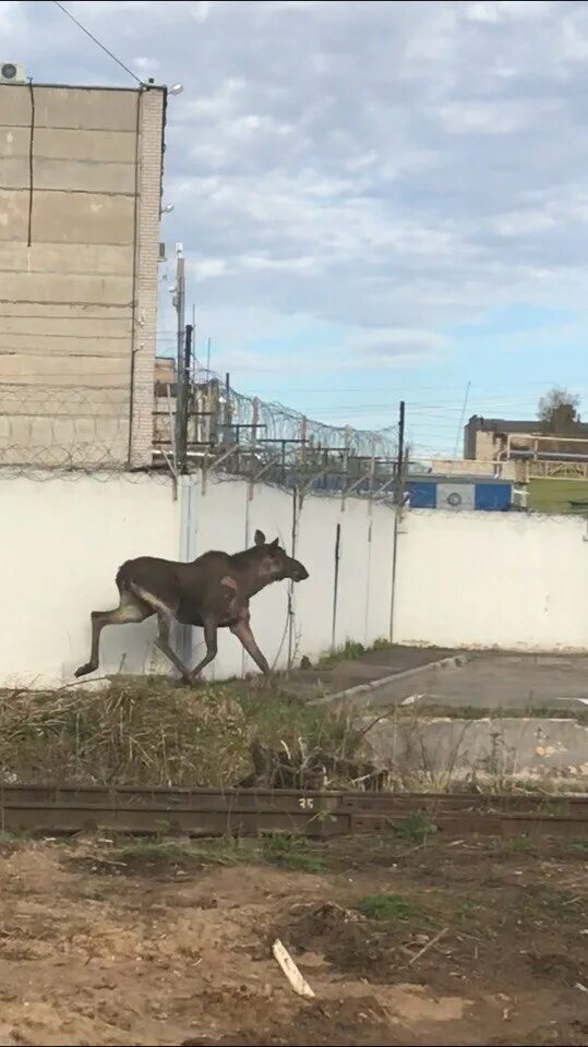 Подслушано в рыбинске в контакте свежие. Лось в Рыбинске в городе. Лось на заводе. Лосефабрика.