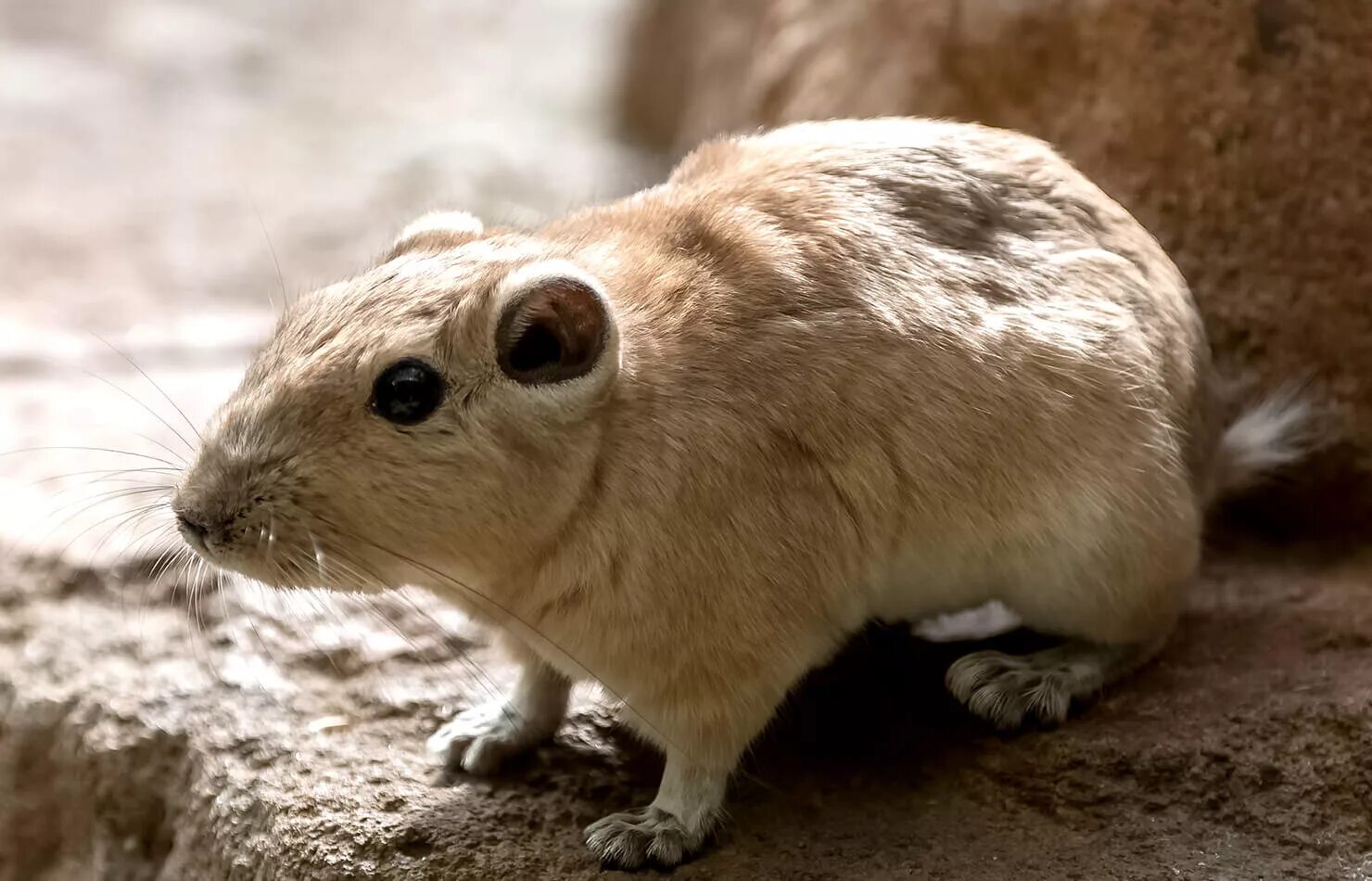 Ctenodactylus gundi. Даман родственник слона. Гунди грызун. Ctenodactylus gundi. Гунди гребнепалый.