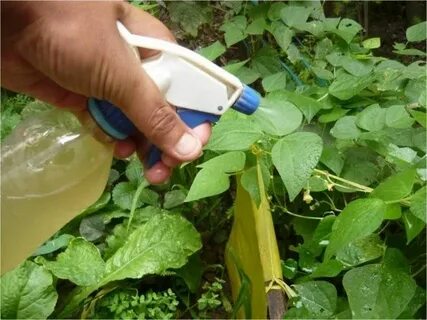 Огурцы подкормка во время цветения и завязывания