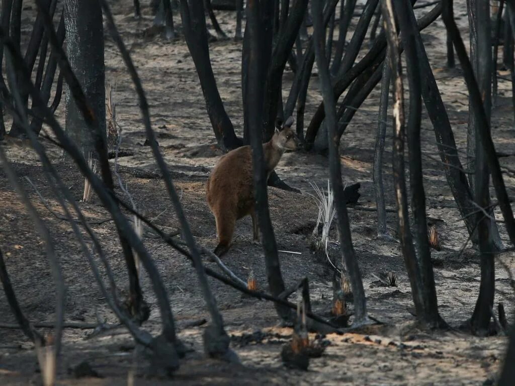 Destroy wildlife. Лесные пожары в Австралии 2019-2020. Лес Белангло Австралия. Лес Австралии после пожара. Животные погоревших лесов.