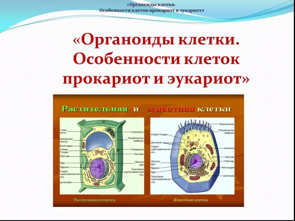 Органоиды клетки прокариотические клетки. Мембранные органоиды прокариот и эукариот. Органоиды прокариотической и эукариотической клетки. Органоиды эукариотической клетки.