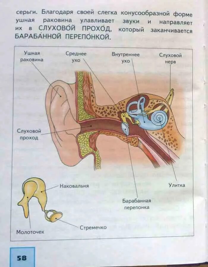 Урок орган слуха. Строение уха 4 класс окружающий мир учебник. Слух орган слуха 4 класс окружающий мир. Строение уха 4 класс окружающий мир. Строение уха человека 4 класс окружающий мир.