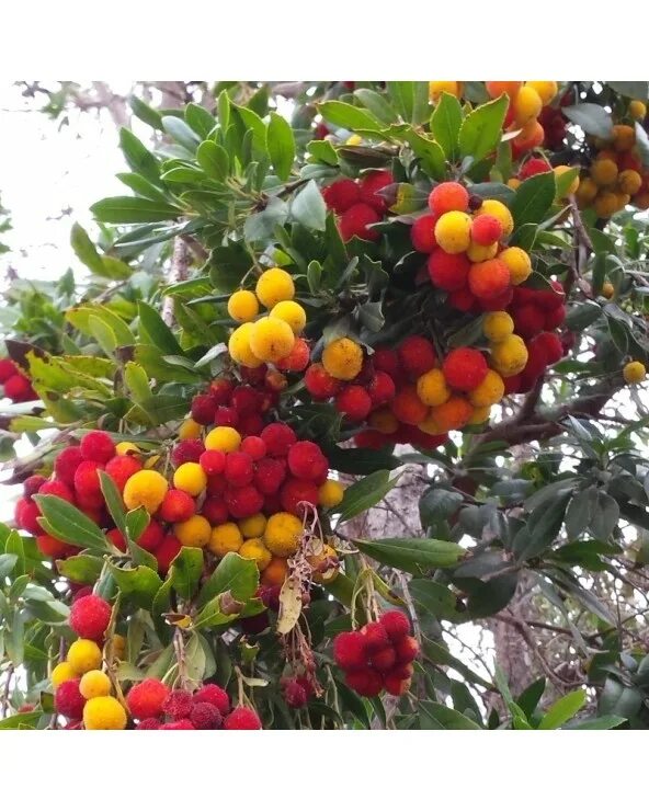 клубничное дерево описание. клубничное дерево отзывы. арбутус земляничное дерево. земляничное дерево плоды. клубничное дерево отзывы.