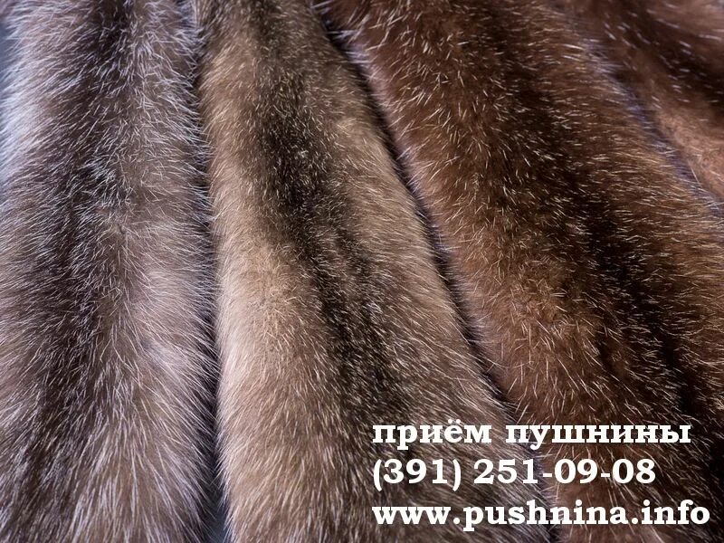прием пушнины. шкура мех сзади. пушнина. якутия - пушнина соболя. мех соболя.