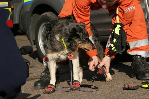 Dogs search