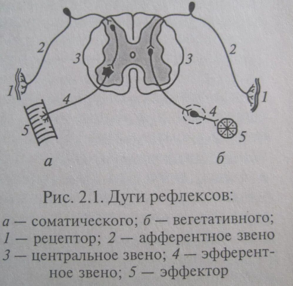 Вегетативная рефлекторная дуга схема. Схема рефлекторных дуг соматического рефлекса. Схема дуги вегетативного рефлекса. Схема дуги соматического и вегетативного рефлекса значение.