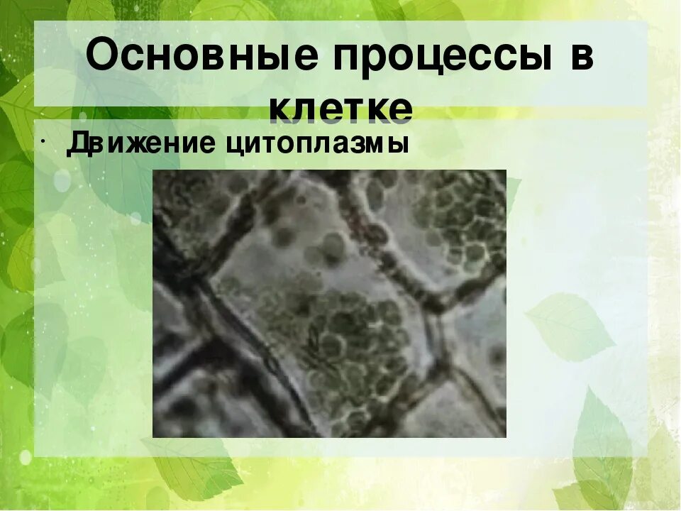 Движение клетки. Движение цитоплазмы в клетке. Жизнедеятельность клетки движение цитоплазмы. Струйчатое движение цитоплазмы. Движение цитоплазмы в клетке растений.