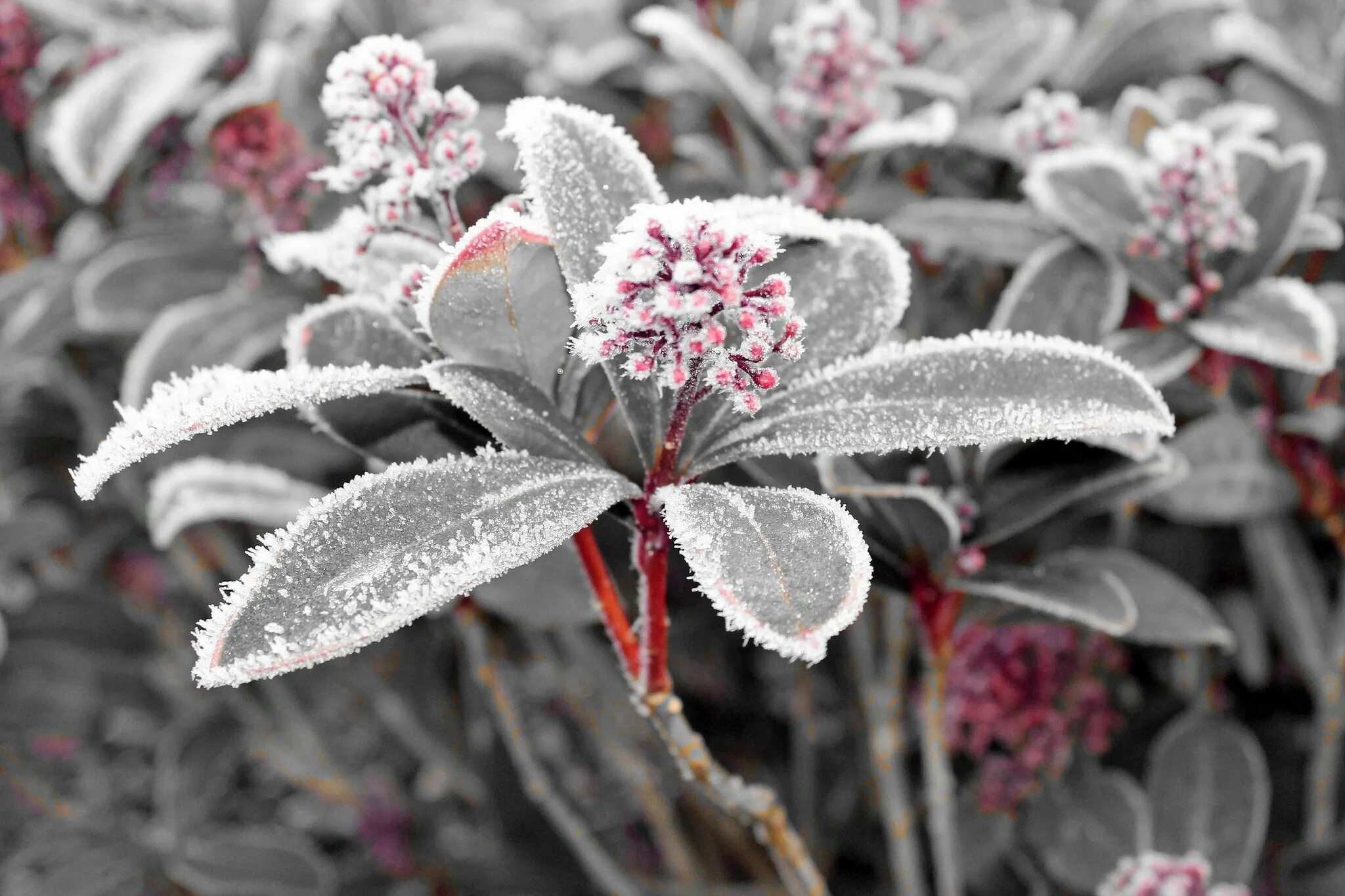 Заморозки защита. Сноу Флауэр. Зимние цветы. Цветы зимой. Красивые зимние цветы.