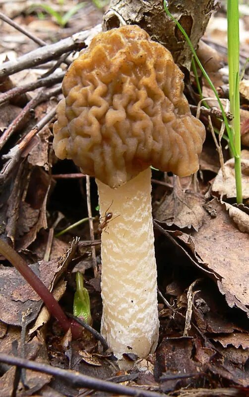 сморчковый волнистый гриб это