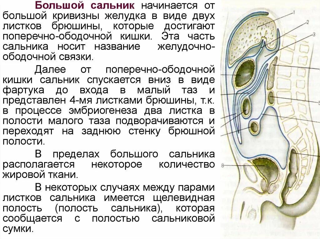 Сальник редуктора 110х65. Большой сальник что это. Сальник распредвала ваз 2109. Большой и малый сальник. Малый сальник анатомия.