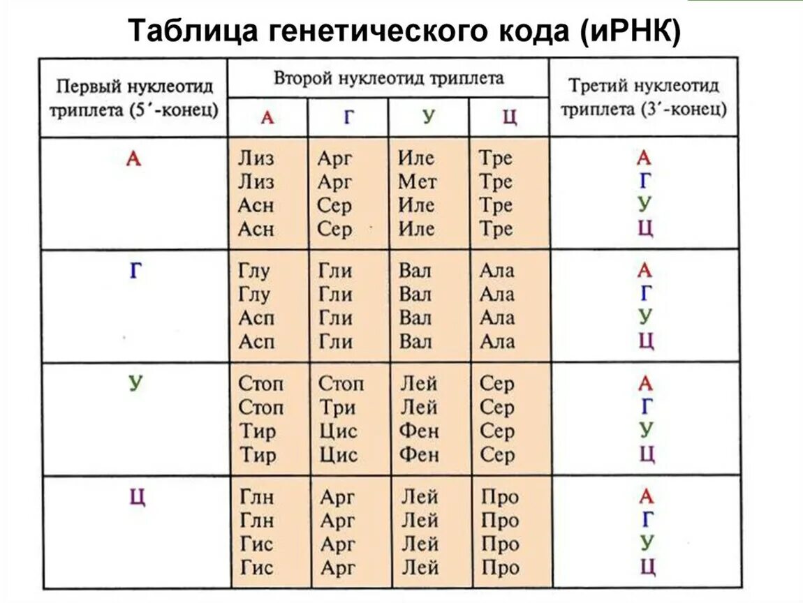 Таблица генетического кода ИРНК. Таблица генетического кода ДНК И РНК. Генетический код аминокислот таблица. Аминокислоты таблица генетического кода.