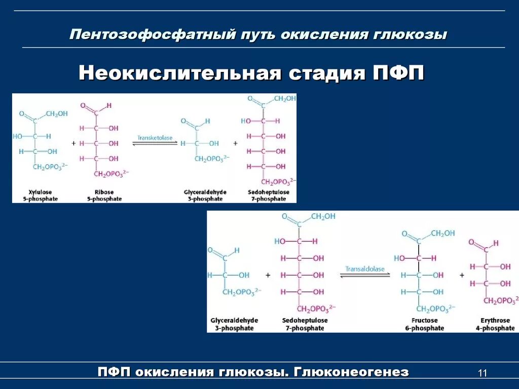 Пентозофосфатный путь окисления этапы. Пентозофосфатный (апотомический) путь окисления Глюкозы.. Неокислительный этап пентозофосфатного пути схема. Схему реакций окислительного этапа пентозофосфатного пути. Реакция образования окисления глюкозы