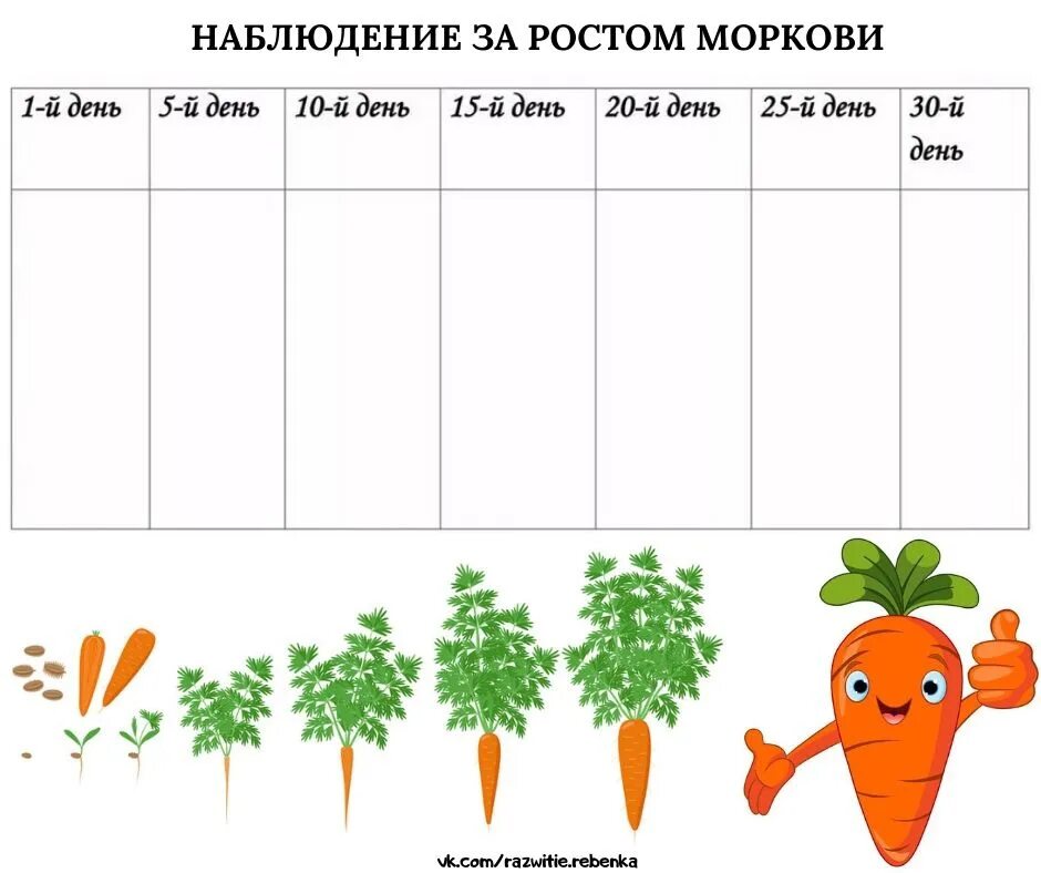 Картинки овощей для огорода на окне. Дневник наблюдений за ростом моркови. Календарь наблюдений за ростом растений. Календарь наблюдения за ростком растения. Наблюдение за морковью в детском.