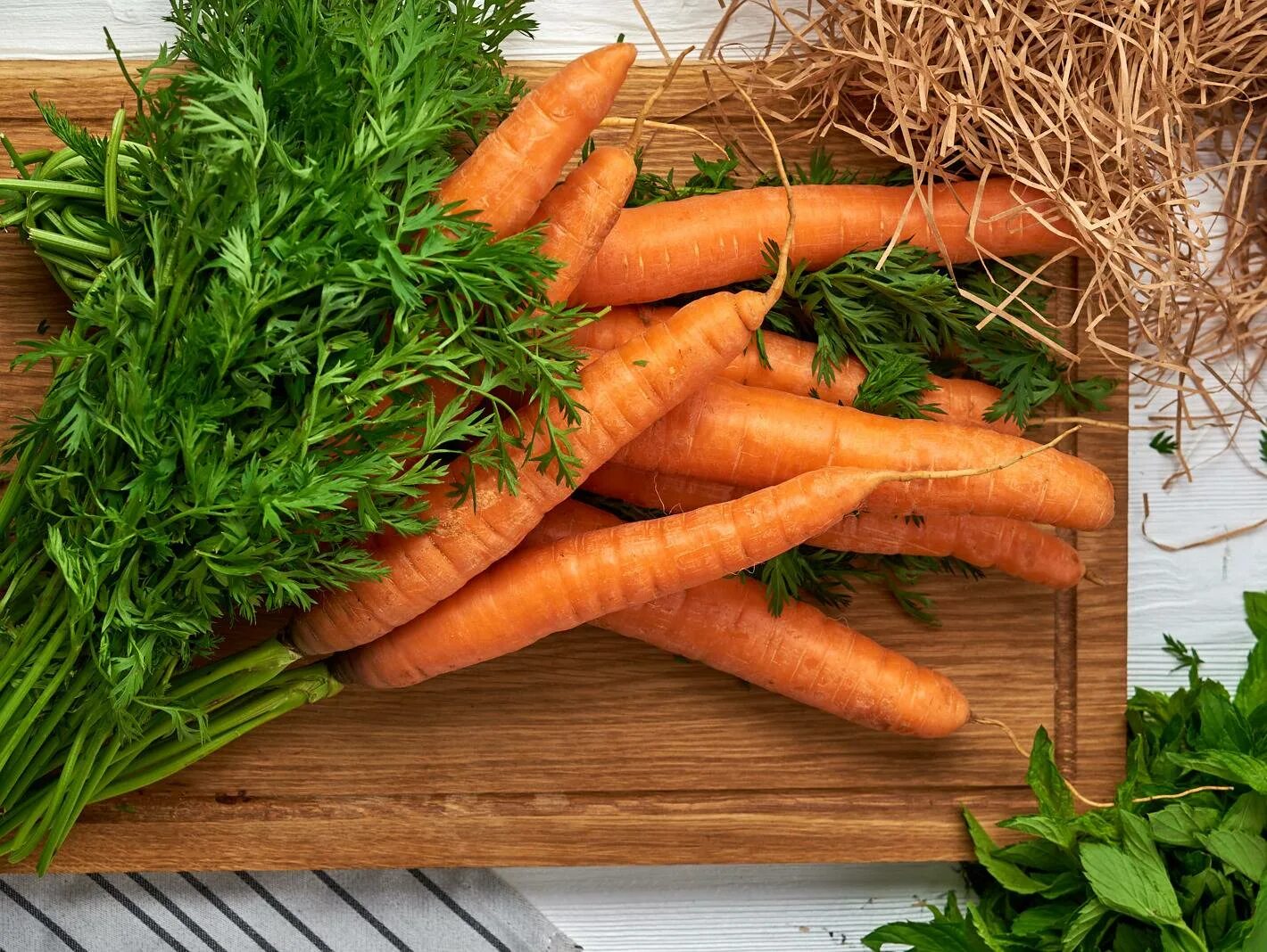 Любит ли морковь. Морковь с ботвой. Морковная ботва. Разновидности ботвы моркови. Морковь одна.