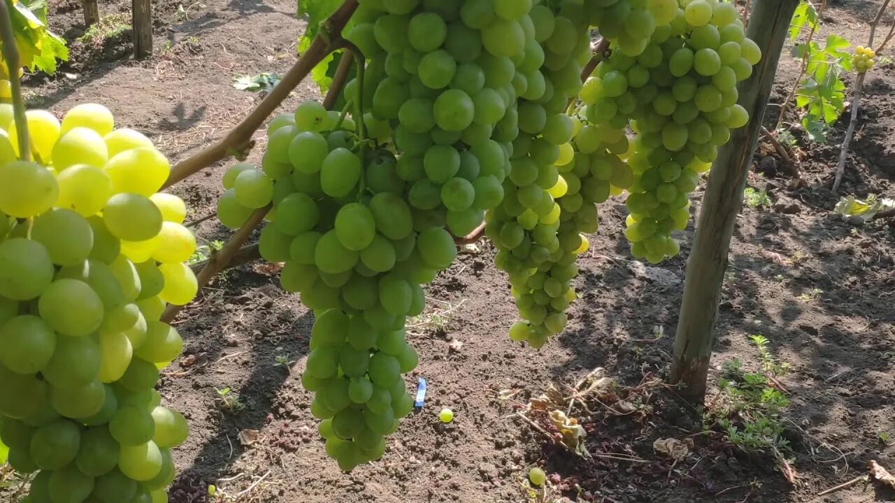 Виноград августовский описание сорта фото. Горошение винограда. Виноград джина описание сорта. Монах виноград. Монах виноград.