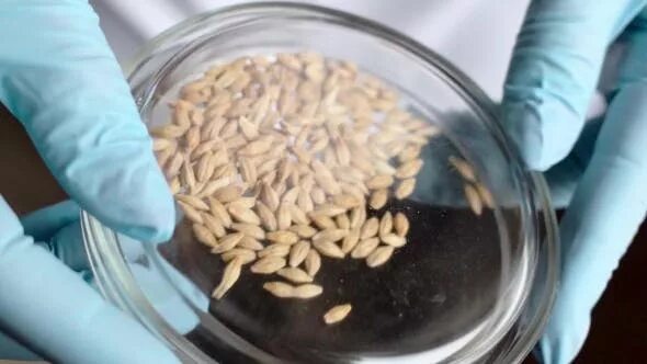 Лабораторные исследования зерна. Пробы зерна. Семена в лаборатории. Семена в чашке Петри.