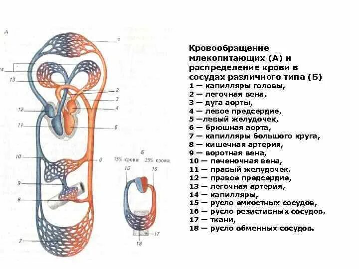 У каких животных 2 круга кровообращения. Малый круг кровообращения животных схема. кровеносная система млекопитающих схема. схема большой круг кровообращения животного. строение кровеносной системы млекопитающих.