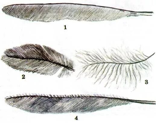 Рассмотрите набор перьев найдите среди них. Перья птиц маховые и пуховые. Маховые перья контурные пуховые. Маховые перья у птиц. Контурное перо птицы.