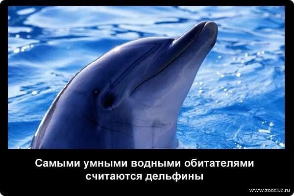 Дельфины удивительные факты. Удивительные факты о дельфинах. Страшные факты о дельфинах жуткие. Интересные факты о дельфинах для детей. Интересные факты о дельфине.