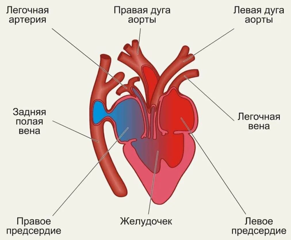 У ящерицы четырехкамерное сердце. Пресмыкающиеся строение сердца. Строение сердца амфибий. Строение сердца пресмыкающегося схема. Схема строения сердца рептилий.