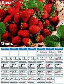 Дни посадки клубники в августе 2024г