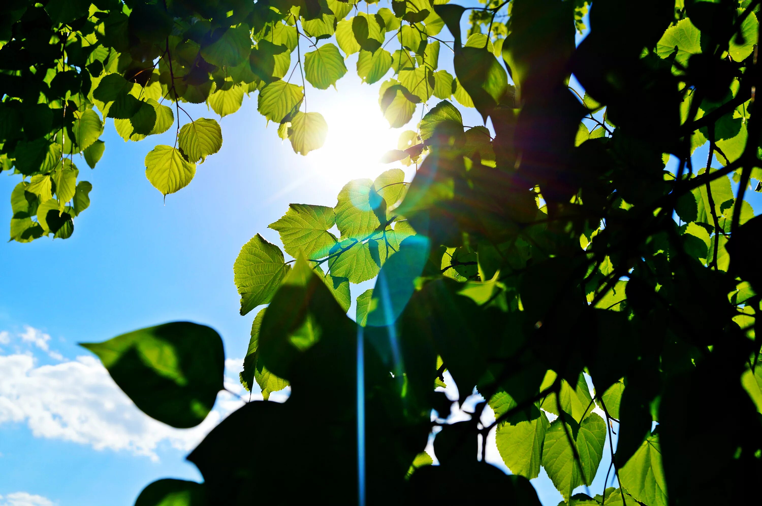 Солнце сквозь листву. Листва деревьев. Зеленый лист. Дерево зеленое. Зеленый спой