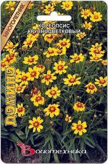 Цвет кореопсис
