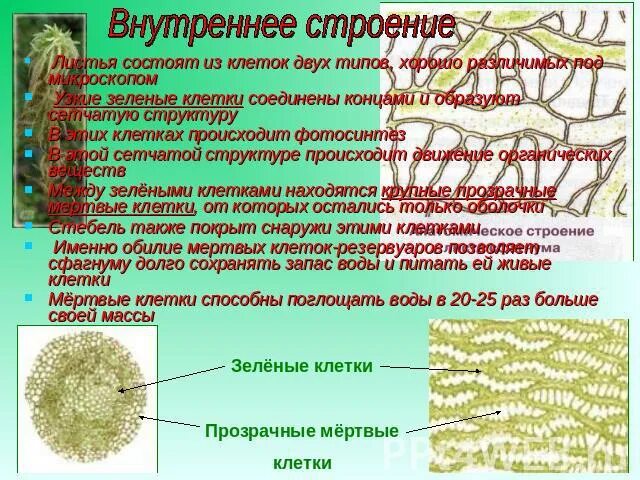 Особенности внутреннего строения элодеи