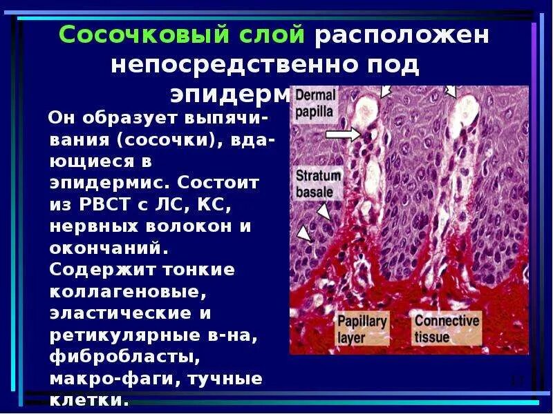 Иглы являются производными эпидермиса. К производным эпидермиса относятся. Производные кожи человека биология 8 класс. Гистологическое строение кожи. Строение подкожной клетчатки кожи человека.