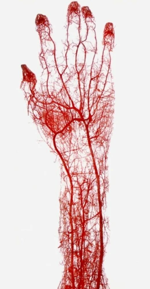 Тыл кисти топографическая анатомия. Кровеносная система человека фрактал. Кровеносная система ладони человека. Кровеносные сосуды кисти. Кровеносные сосуды ладони.