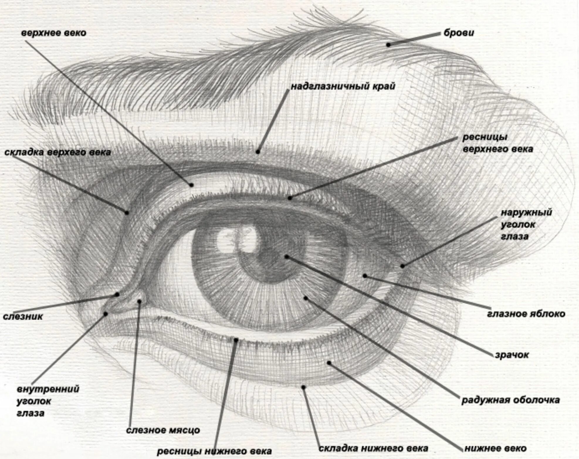 Схема построения глаза человека. Строение глаза для рисования. Строение века глаза человека схема. Внутренний уголок глаза строение.