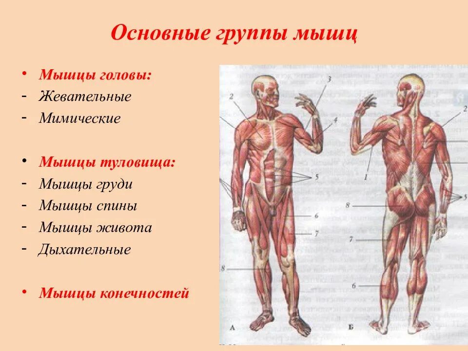 Мышцы туловища и конечностей 8 класс биология. Основные группы мышц анатомия. Мышцы конечностей тела человека. Распределите мышцы по группам