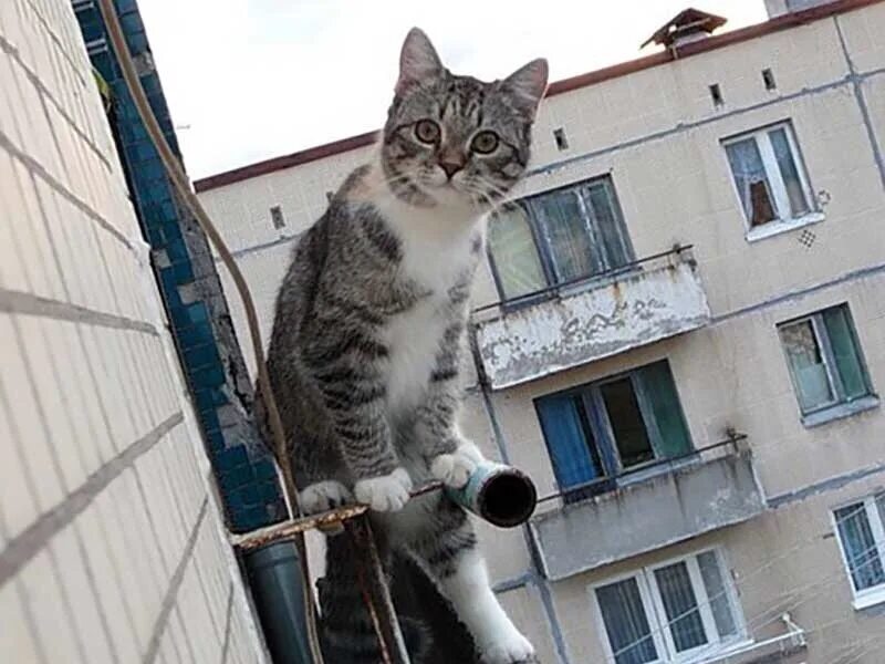 Кошка упала с 5 этажа. Кот на балконе. Балкон для кошек.
