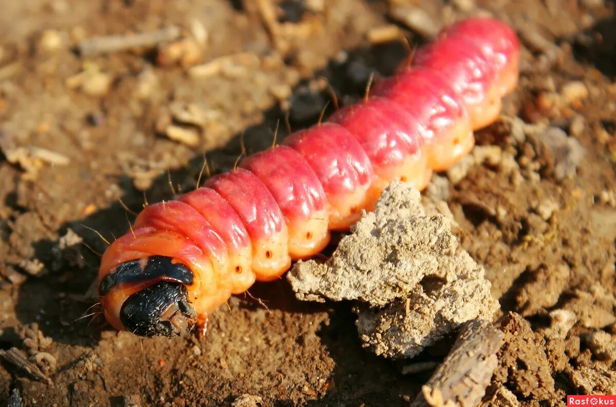 Красная личинка. Большая красная гусеница древоточец. Красный Caterpillar гусеница. Красно оранжевая гусеница.