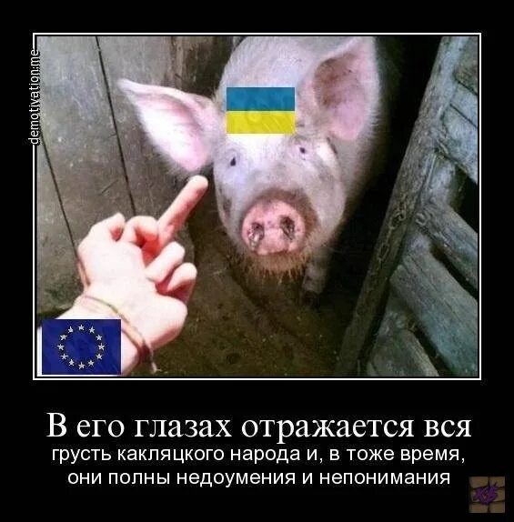 Мемы с украинскими свиньями. Мемы с Украиной и свининьями.
