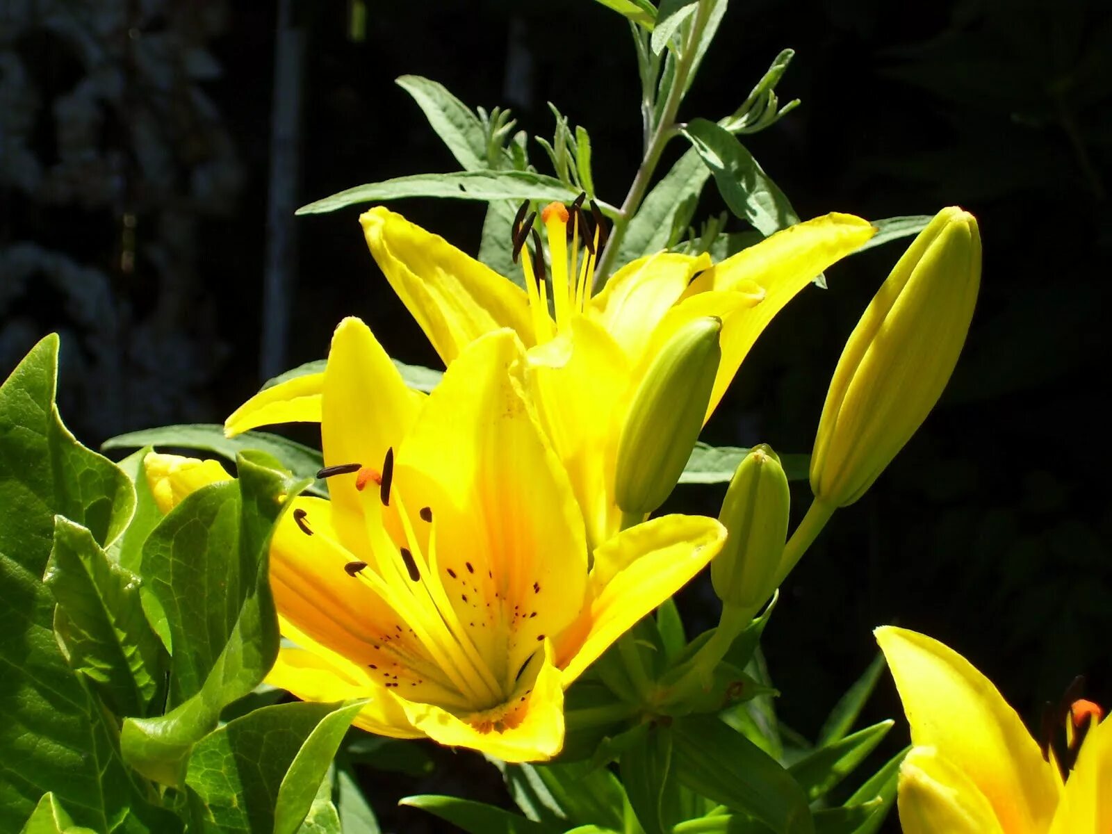 Лилия брокен харт описание. Лилия брокен харт. лилия брокен харт фото. лилия голден тайкун фото и описание. лилия брокен харт фото и описание.