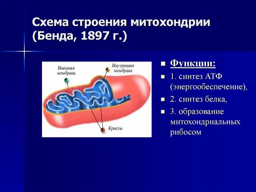 Митохондрии синтезируют атф. Митохондрии бенда. Строение митохондрии. Схема строения митохондрии. АТФ В митохондриях.