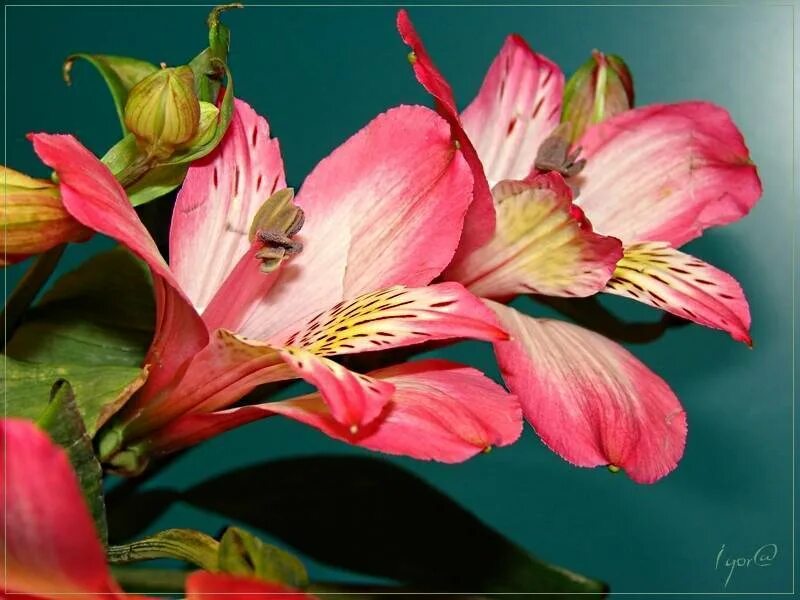 Цветок похожий на лилию на толстом. Альстромерия (Alstroemeria). Альстромерия Okinawa. Альстромерия Маджестик.