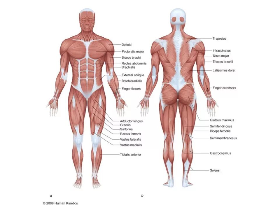 Ниже туловища. Мышцы человека спереди с подписями. Мышцы человека анатомия спереди. Анатомия мышц человека спереди и сзади. Мышцы вид спереди и сзади с подписями.