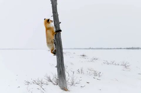Сквозь кусты пробирается хитрая рыжая лисица