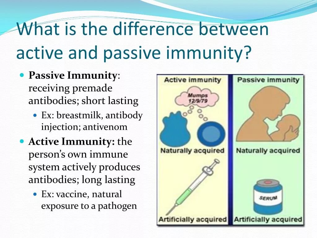 Action between. Passive immunity. differences between active and passive immunity. immune system active and passive. active passive immune.