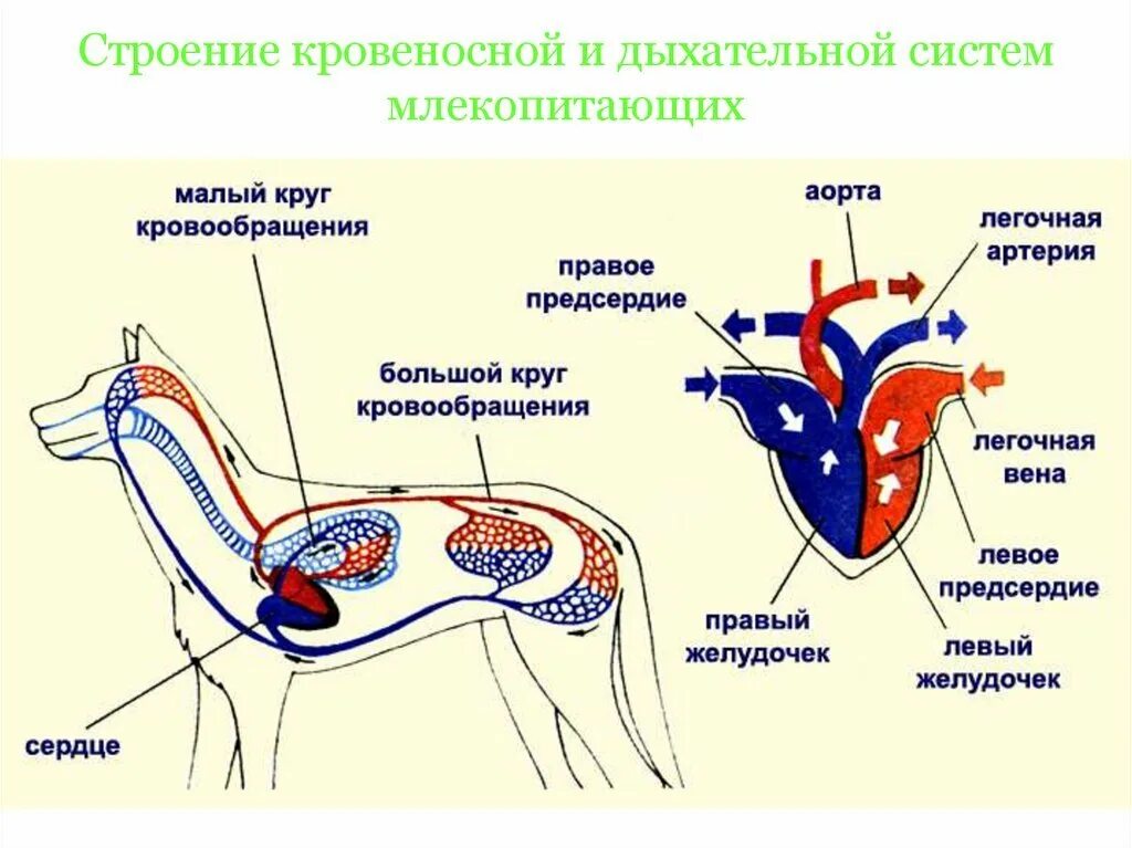 Схема строения кровеносной системы млекопитающих. Строение кровеносной системы собаки схема. Круги кровообращения млекопитающих схема. Система органов млекопитающих 7 класс биология. Предсердие у животных