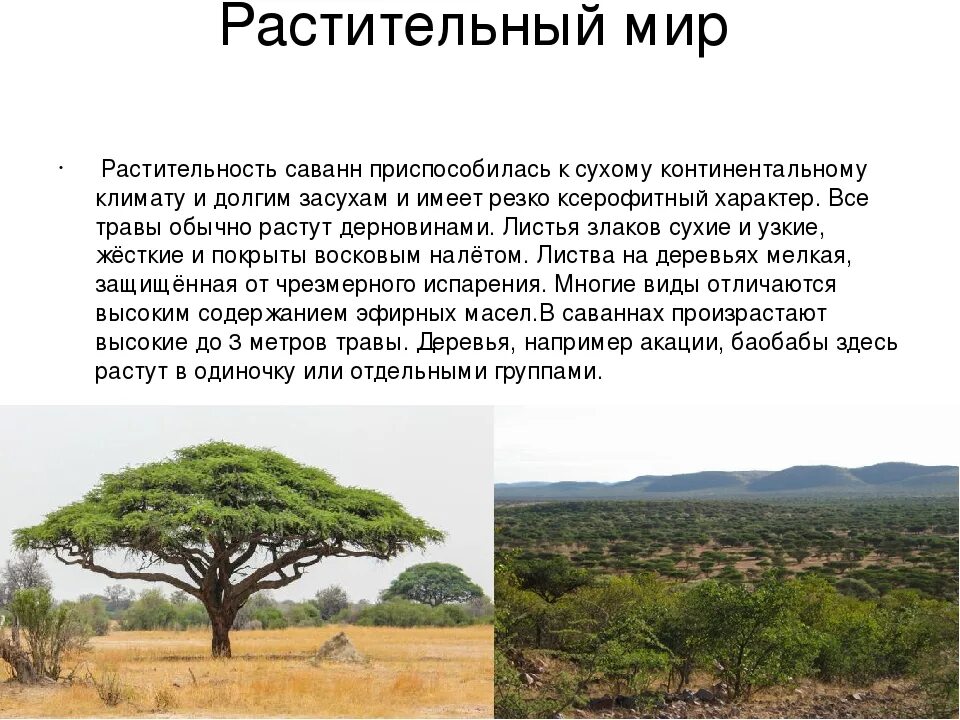 Как называют саванны. Растительный мир саванн и редколесий в африке. растения саванны и редколесья африки. саванны и редколесья африки животные и растения. растительный и животный мир саванн и редколесий в африке.
