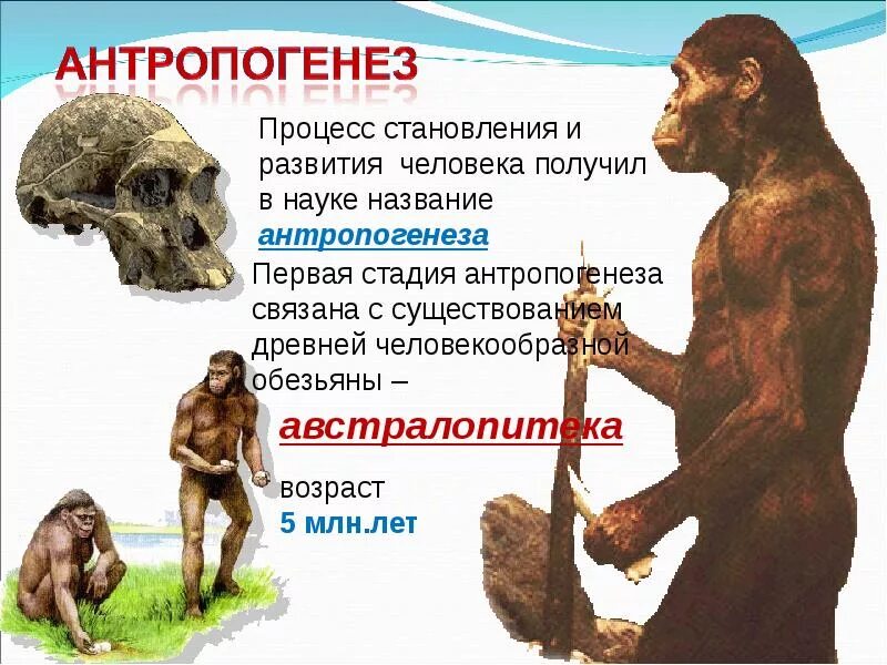 Название современного человека. Антропогенез человека. Антропогенез становление человека. Развитие человека. Антропогенез это процесс.