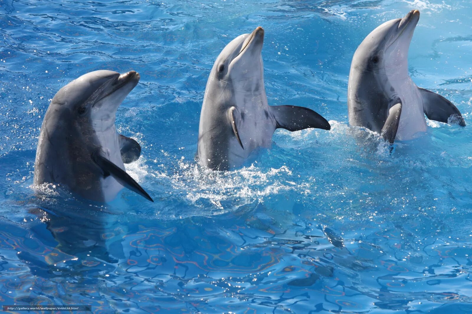 Дельфины. Морские дельфины. Красивые дельфины. Дельфин в море. Живая природа дельфины
