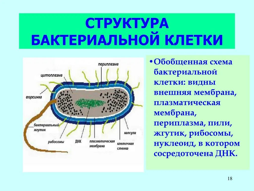 Какое строение у бактерий